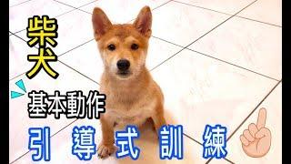 柴犬「簡單訓練技巧」️引導式的訓練方式 ｜柴犬柚醬 醬拔頻道｜柴犬の簡単なトレーニングスキル