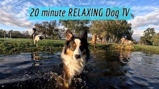 Relaxing Dog TV Super Slow Mo Doggy Daycare