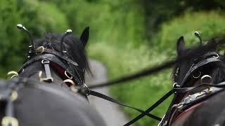 Shire and Carriage Horse - Carriage Rides at Middle Farm