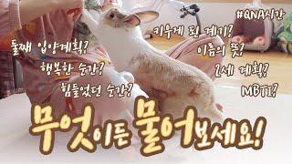  4만명 기념 QNA 시간  꽃돌이와 큰 토끼에게 궁금한 건 무엇이든 물어보세요!