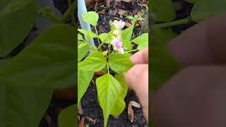 My Green Bean Plants Are Covered In Bloom,s And Beans Finally I'm So Happy