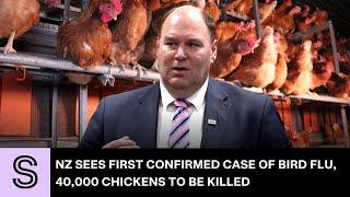 NZ sees first confirmed case of bird flu, 40,000 chickens to be killed | Stuff.co.nz