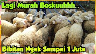 Domba Bibitan Di Obral. Mulai Jenis Cross Texel, Dormas, Merino. Pasar Glenmore Banyuwangi Jatim