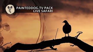 LIVE Safari Sponsored by the Painteddog.tv Pack | 16 December 2024