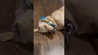 Easily entertained #goldenretriever #funny #cute #shorts