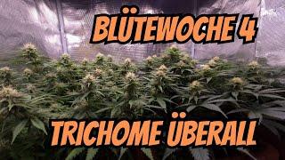 Cannabis Blütewoche 4: Mängel erkennen, Blütenpflege & Trichome beobachten!