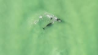 Honeymoon Island North Beach Dolphins & their babies   4/14/24  8am