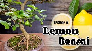 Lemon tree bonsai . EPISODE 18 ලෙමන් බොන්සායි සාදා ගන්නේ කෙසේද?