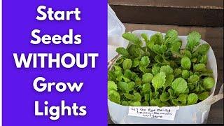 Winter Sowing | Start Seeds WITHOUT Grow Lights  | Save Money In The Garden