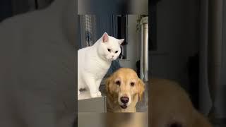 Cat and dog are the best friends #foryou #dog #cat  #shortvideo