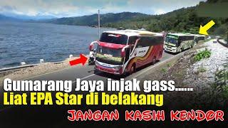 BISMANIA || Ini Bus yang Via Singkarak Hari ini tujuan Pulau Jawa, NPM, ANS, MPM, ALS, Gumarang Jaya