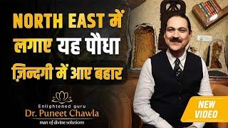 एक पौधा जो बनाये आपको धनवान | धनवान बनने के दमदार उपाए एक पौधे से | Dr Puneet Chawla