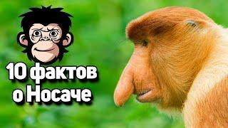 10 фактов о Носаче!