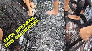 SAPOL NANAMAN TONS OF GALUNGGONG #romblon #fishing