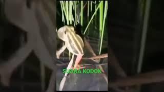 SUARA KODOK UNIK