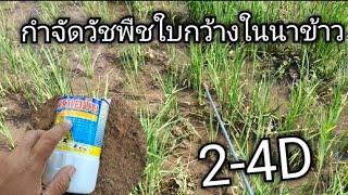 กำจัดวัชพืชใบกว้าง ในนาข้าว ต้อง 2-4D (หมาแดง)