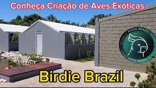 Visitando GRANDE CRIAÇÃO de AVES EXÓTICAS | BIRDIE BRAZIL