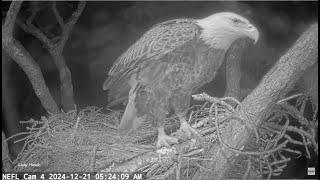 NEFL Eagles ~ Is Something Wrong w/ Gabby? She Is Acting Strangely! Beau Is Incubating Eggs 12.21.24