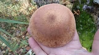 ОПЕНОК ОСЕННИЙ МЕДОВЫЙ. Armillaria mellea.По-корейски.