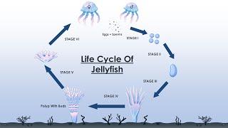 The Life Cycle Of A Jellyfish