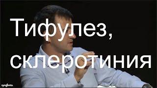 Тифулез, склеротиния и способы их контроля