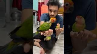 Travel with birds  train travel with parrot/ mini vlogs with birds #birds #shortvideo #paroot