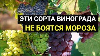 3 морозостойких сорта винограда, которые можно выращивать по всей России