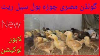 golden misri murgi for sale in Lahore | Golden misri farming in pakistan