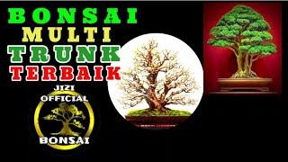 BONSAI MULTI TRUNK TERBAIK || IDE BONSAI