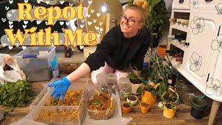 Repotting 21 Indoor Plants  Chat & Repot Houseplants With Me