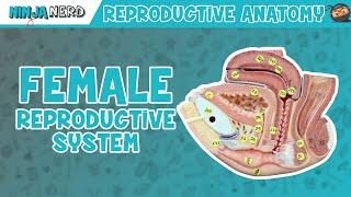 Anatomy of Female Reproductive System | Model