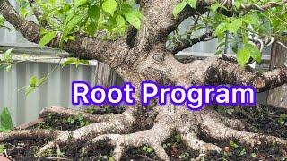 FICUS BONSAI TREE ROOT PROGRAM