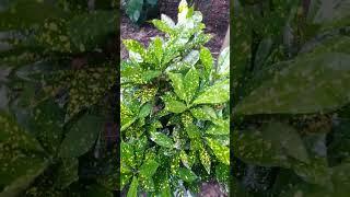 Gold Dust Croton
