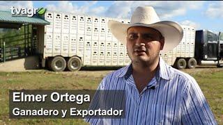 Guatemala, exportador de ganado  hacia Mexico