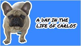 A Day in the Life of Carlos: A Frug