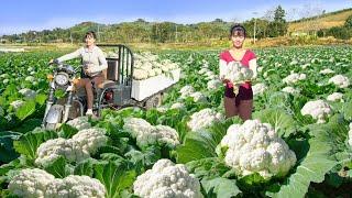 Use 3-Wheeled Truck To Harvesting Cauliflower Goes To Countryside Market Sell. Free Bushcraft