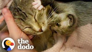 Kitten Left Without a Home is Adopted by One Special Momma | The Dodo Little But Fierce