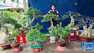 Hữu Huệ 26/7 #0366104551 chào bán bonsai Mai Chiếu Thủy, Cần Thăng, Sam Tùng Nguyệt Quýt Me Cóc