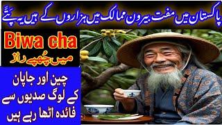 biwa cha benefits in urdu | how to make loquat leaves tea