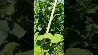 harvesting Cucumbers (Pipino)