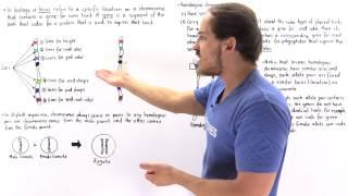 Genes, Alleles and Loci on Chromosomes