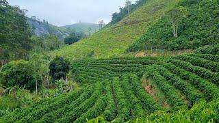 MOSTRANDO NOSSA LAVOURA DE CAFÉ CLONAL. DICAS DE MANEJO PARA AUMENTAR A PRODUÇÃO.