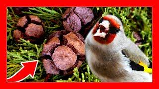  Natural remedy to enhance the singing of the canary and goldfinch