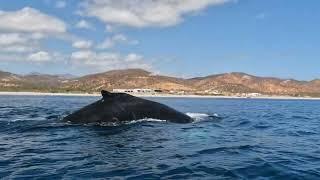 Cruising with  Humpbacks