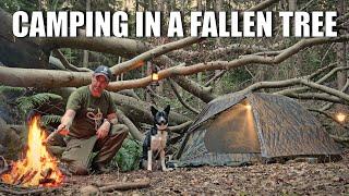 Camping with my dog inside a large fallen tree