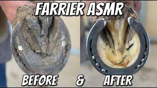 Farrier ASMR: An Oddly Satisfying Hoof Restoration