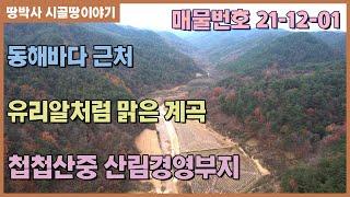 (21-12-01) 동해바다 근처 깊은 골짜기 솔향기 가득한 곳에서 자연생활 한다.경북 울진군 유리알 처럼 맑은 계곡물 철철 흐르고 국유림으로 둘러싸여 있는 첩첩산중 산림경영부지.