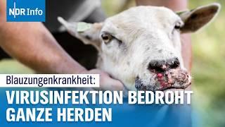 Schäfer kämpfen ums Überleben: Blauzungenkrankheit bedroht Schafhalter im Norden | NDR Info