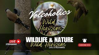 REPLAY Wild Horizons Live: 24/7 Wildlife & Nature Cams - Bird Feeder