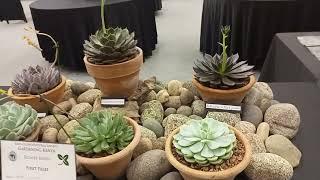 First Prize - Container Grown Succulent Plants